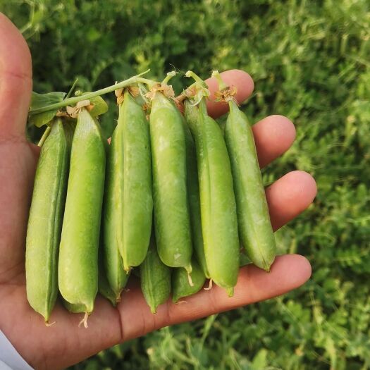 永城市河南精品豌豆大量上市！欢迎新老客户前来选购！