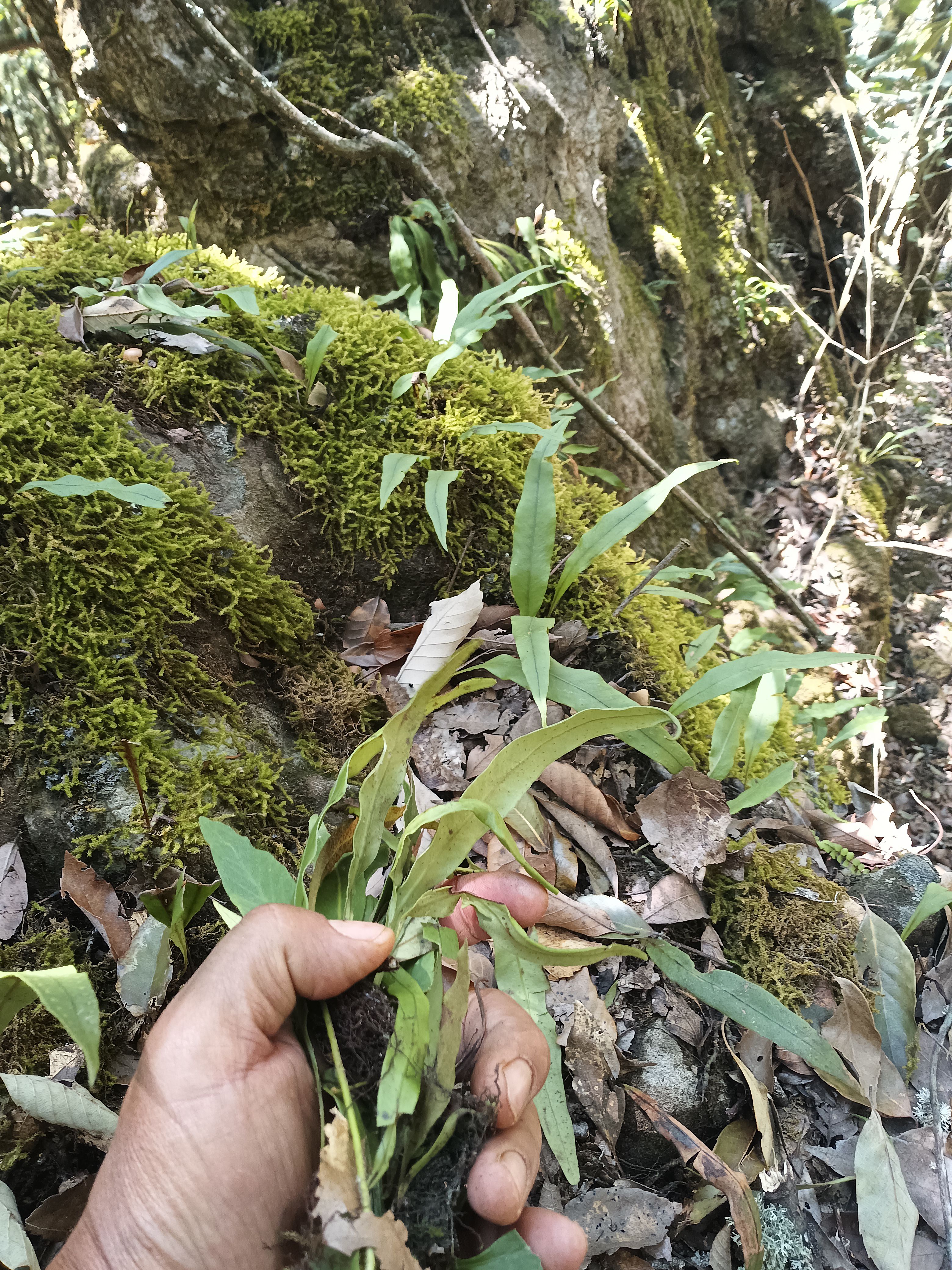 深山老林峡谷里面的化石草