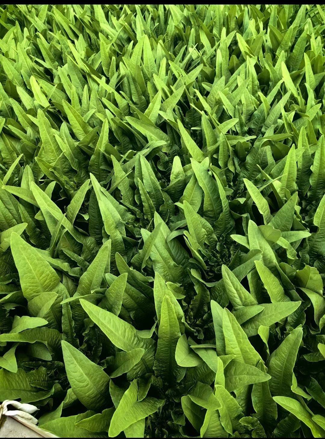 代辦各種蔬菜
