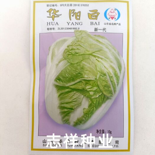 华容县山东华良牌华阳白大白菜种子55天矮桩头白菜蔬菜种籽耐热10克