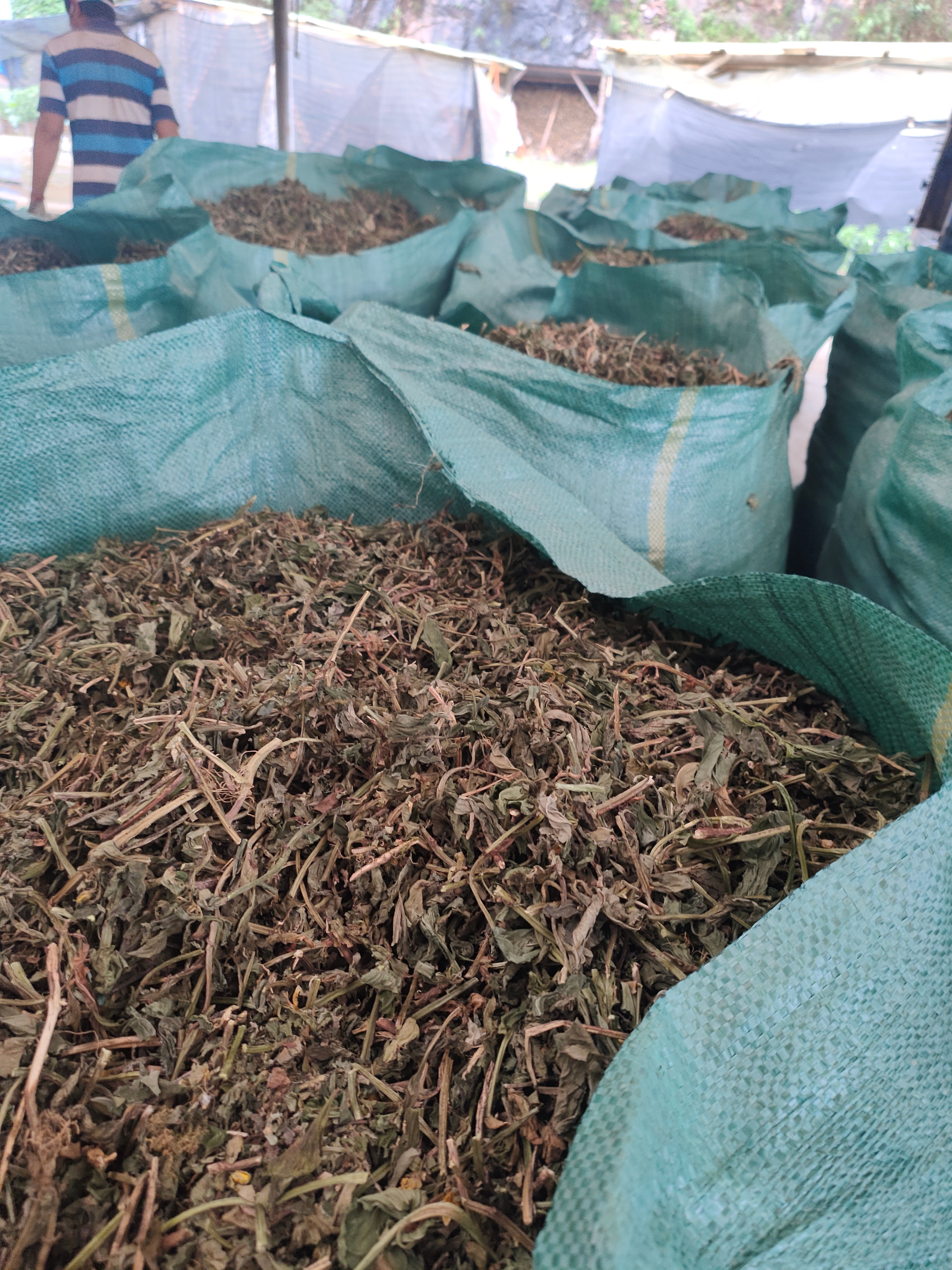 干货灵香草 枝叶干净