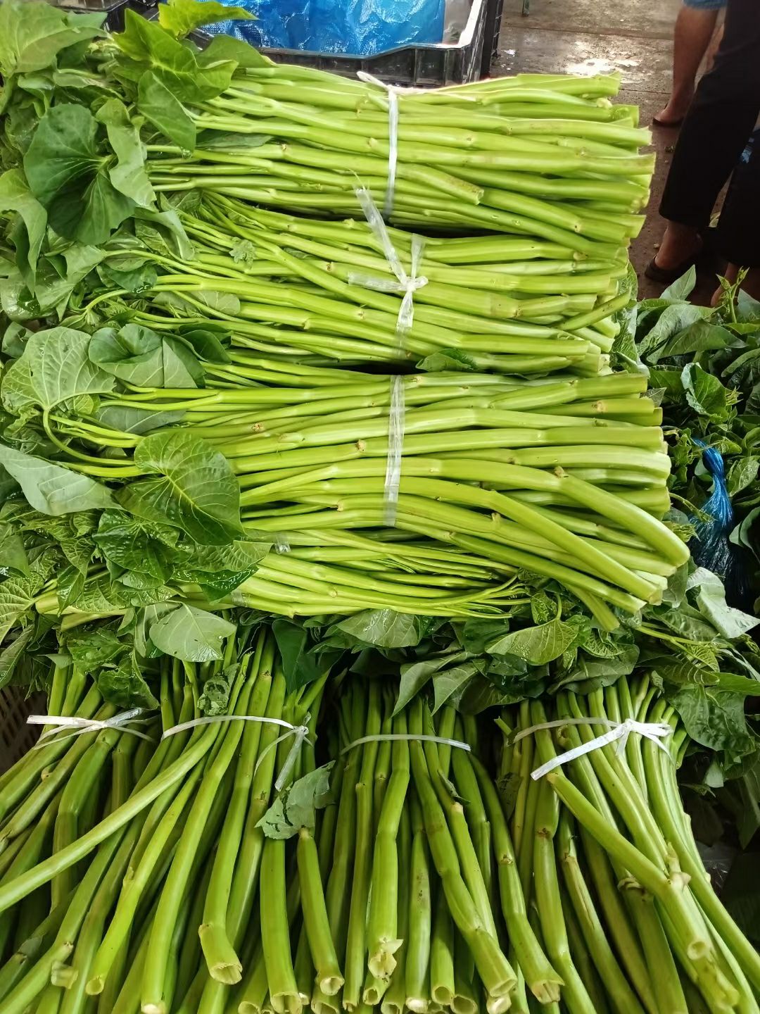 新鲜大杆空心菜通心菜空筒菜