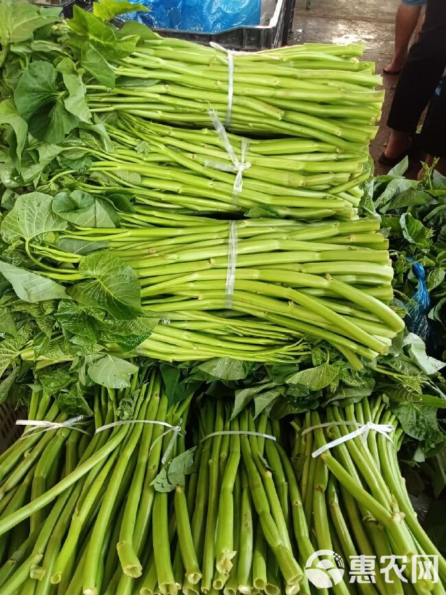 新鲜大杆空心菜通心菜空筒菜