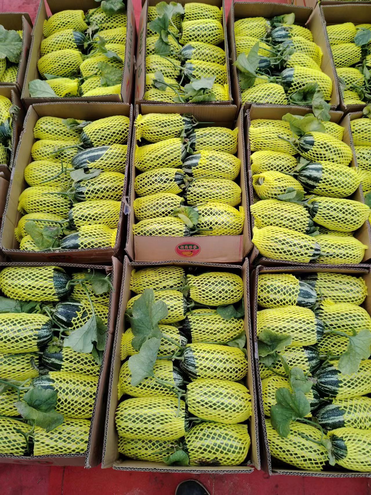 惠民县精品博洋9甜瓜，滨州，惠民，大量上市
万亩产地甜瓜