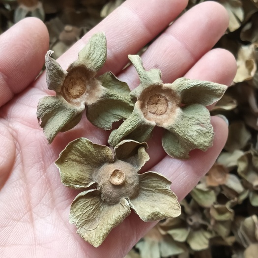 柿蒂 柿子蒂 柿钱 柿丁 现货供应 鲁赣中药材批发