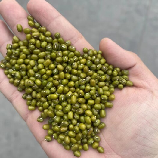 中牟县绿豆 优质大粒绿豆，厂家直销，质量保证，常年供应，大量有货