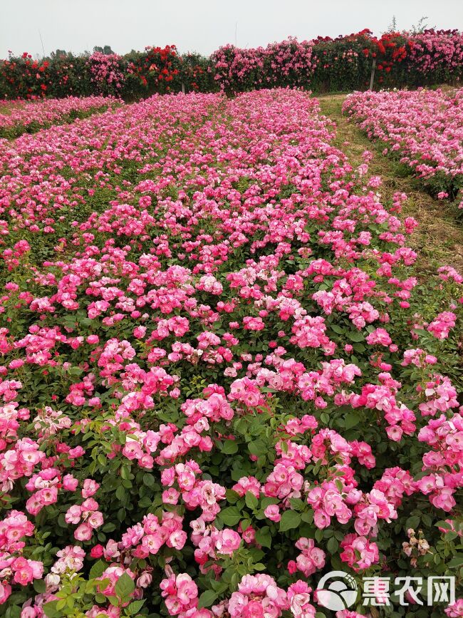 大花月季  月季盆花 丰花月季 红从容 黄苁蓉 果汁阳台