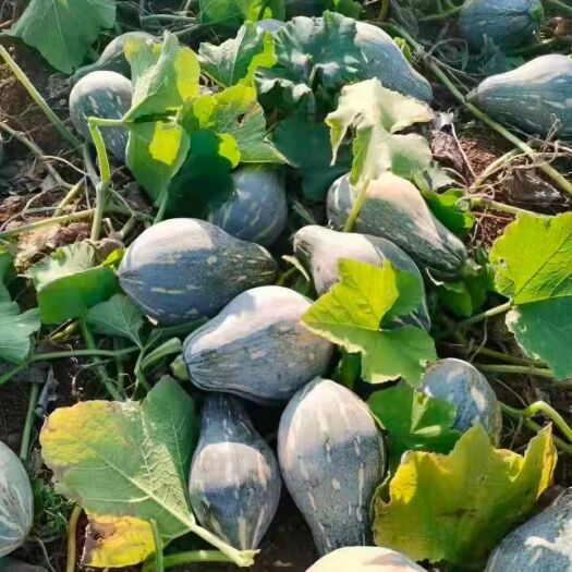 来宾大量香芋南瓜开始上市，产地直发
