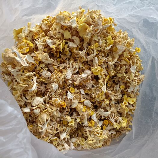 政和县优质干货鸡油菌，黄金菇