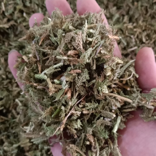伸筋草 中药材伸筋草 伸筋草切段