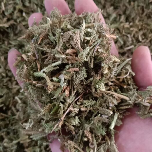 安国市伸筋草 中药材伸筋草 伸筋草切段