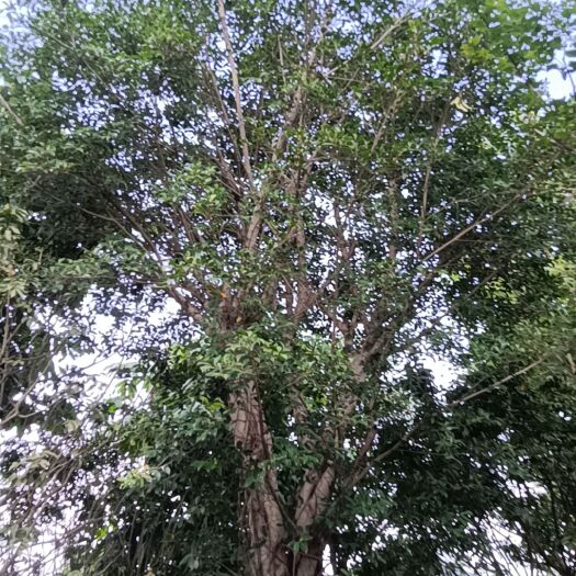 南宁小叶榕菩提榕全冠