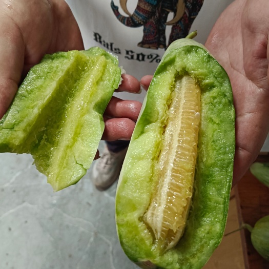 小瓜 绿宝 博洋九 羊角蜜
