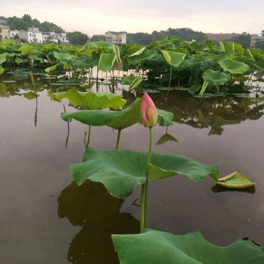 信丰县莲花荷花花苞，基地直供，月底开始采摘