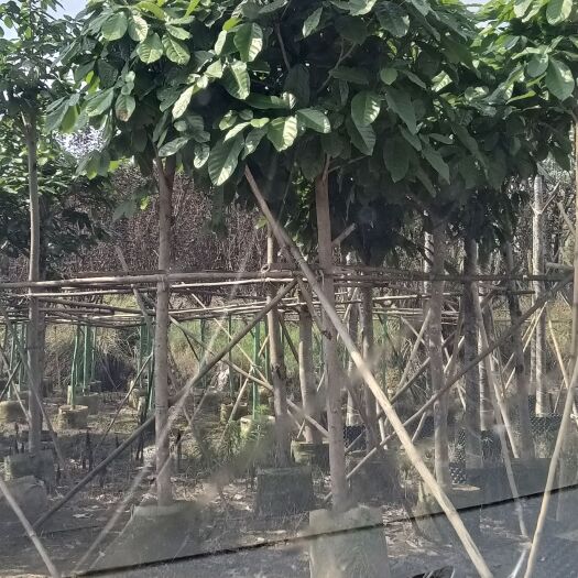 南宁苹婆、苹婆桩