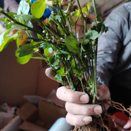 漳州宽叶十万错血通菜面
