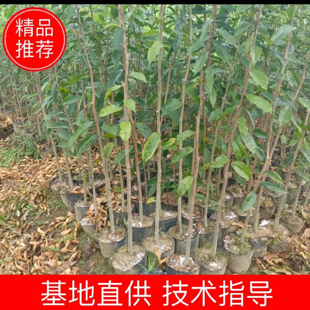 沉香树 沉香苗  土沉香 奇楠沉香树 原产地直供 优质实惠