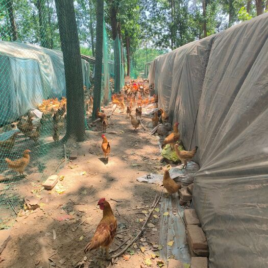 滨海县全散养苏北草鸡三色脚小公鸡苏禽品种纯粮散养