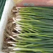 长春香葱