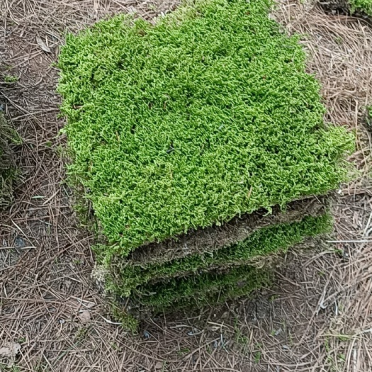 宣威市苔藓