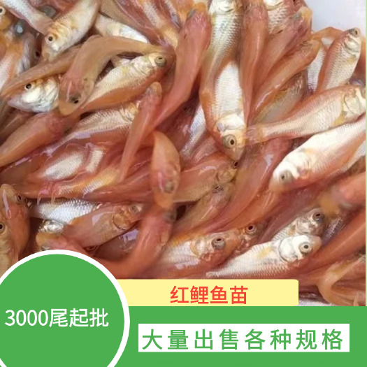 博罗县红鲤鱼苗