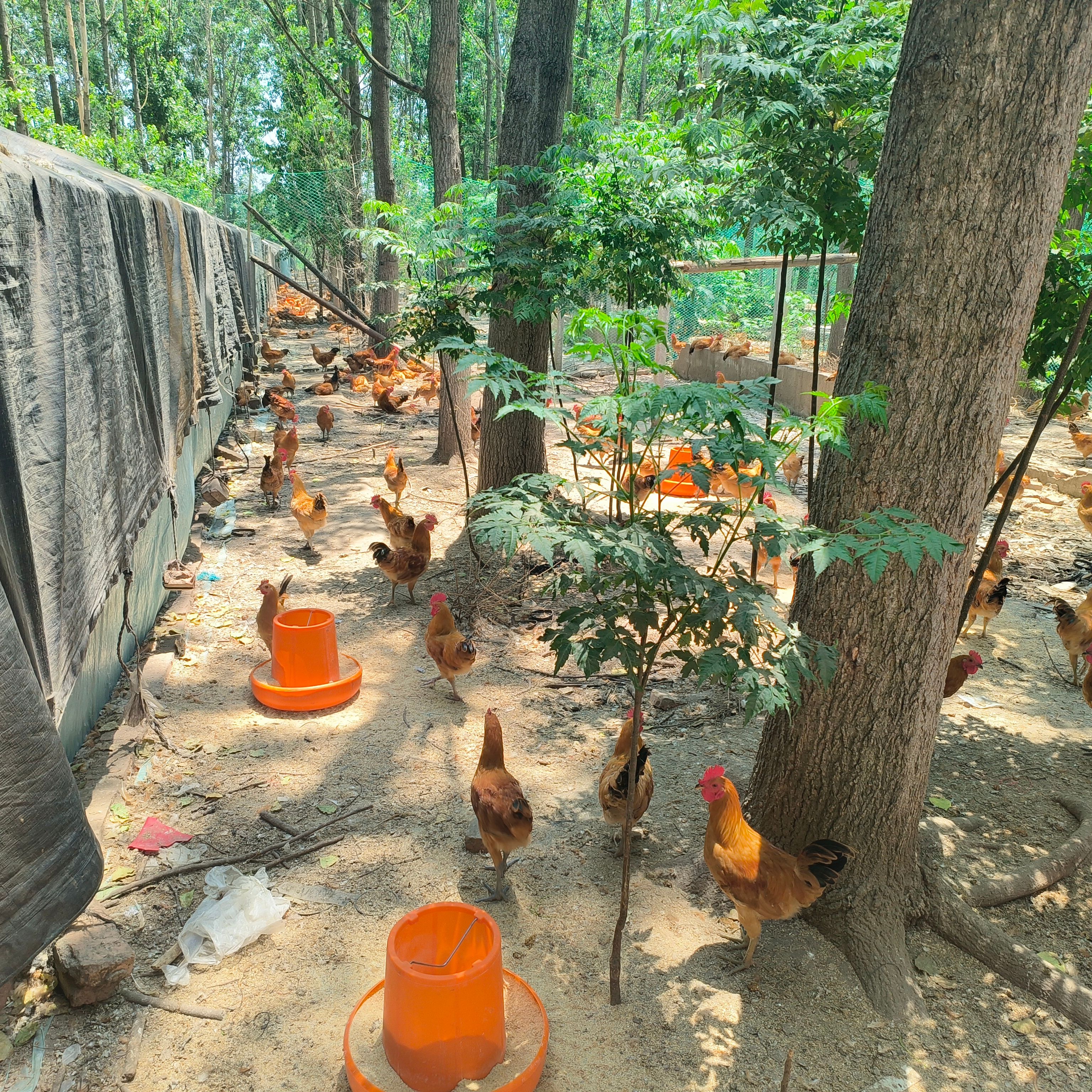 全散养苏北草鸡三色脚小公鸡苏禽品种纯粮散养