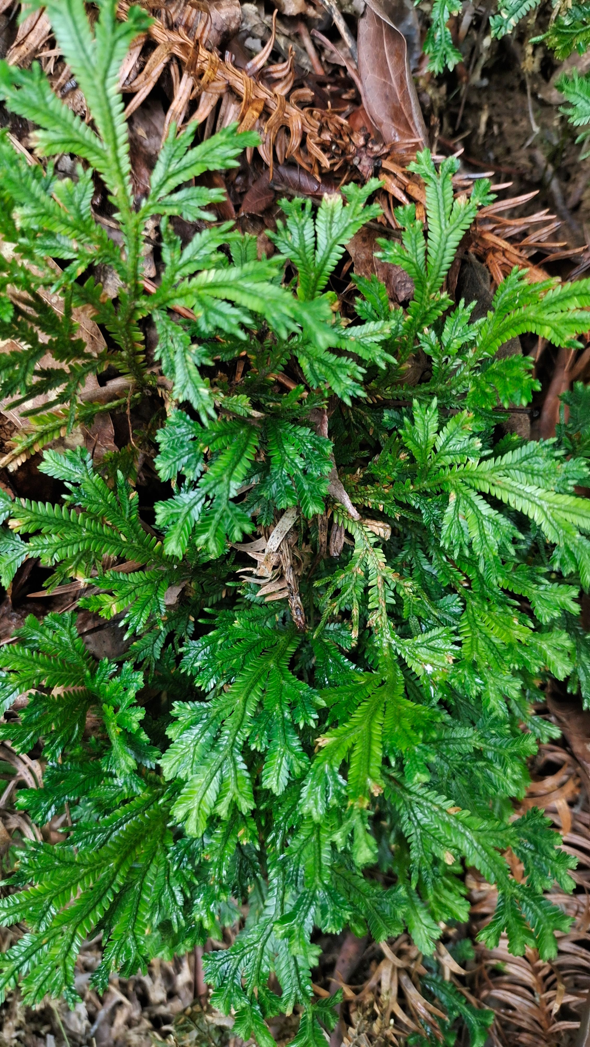 卷柏，龙鳞草，石上柏