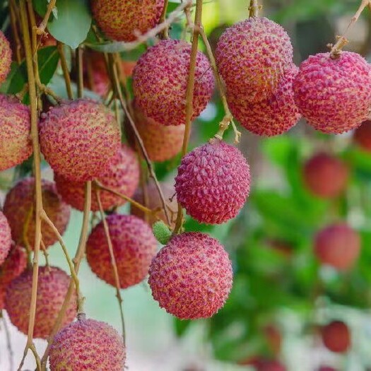 麻栗坡县越南北江小核荔枝