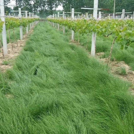 鼠茅草种子是果园茶园的优质绿肥品种，一件代发