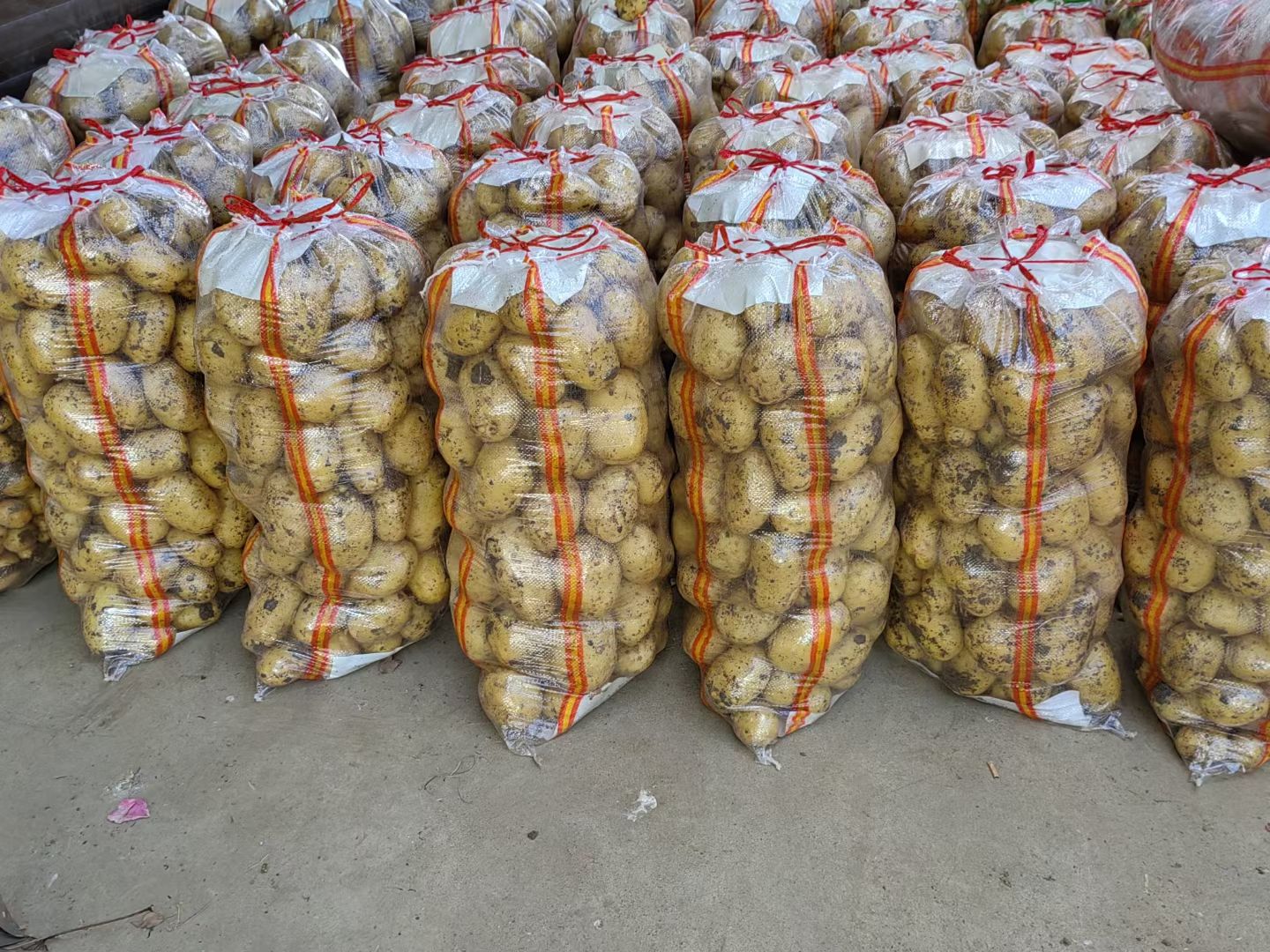 通许县黄皮黄心新土豆大量上市，V7 沃土 希森 实验一 荷兰 中暑