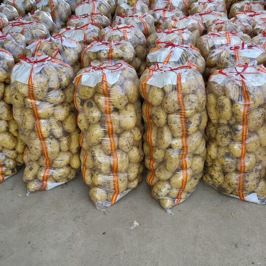 黄皮黄心新土豆大量上市，V7 沃土 希森 实验一 荷兰 中暑