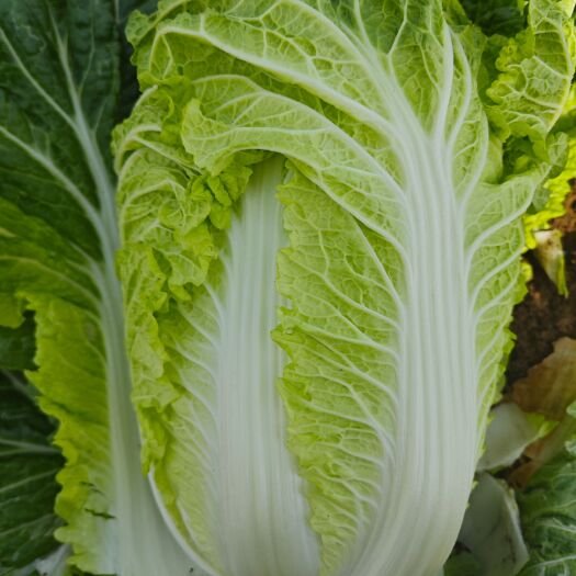 遂平县春白菜  黄心白菜