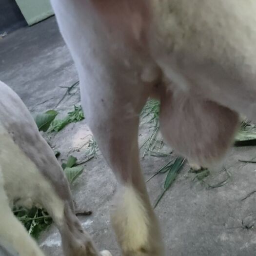 绵竹市种公羊