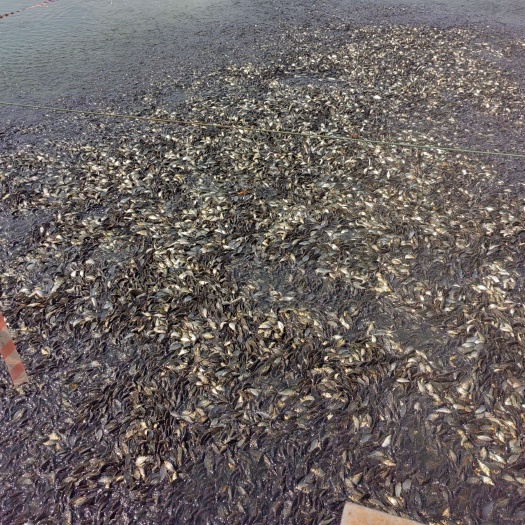 商丘精品商丘鲤鱼苗