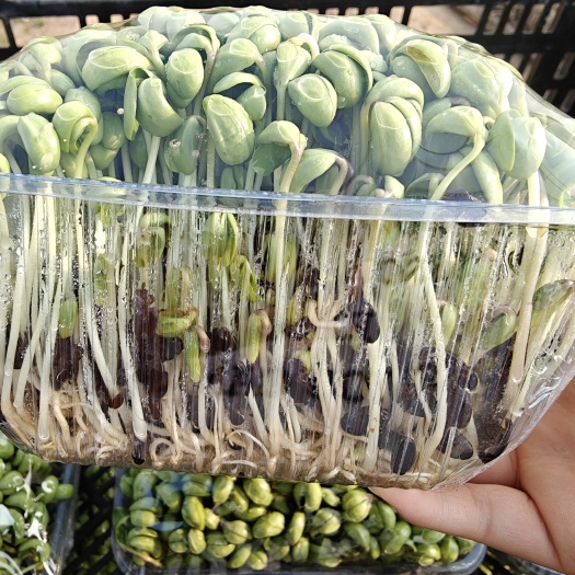 东海县精品黑豆苗