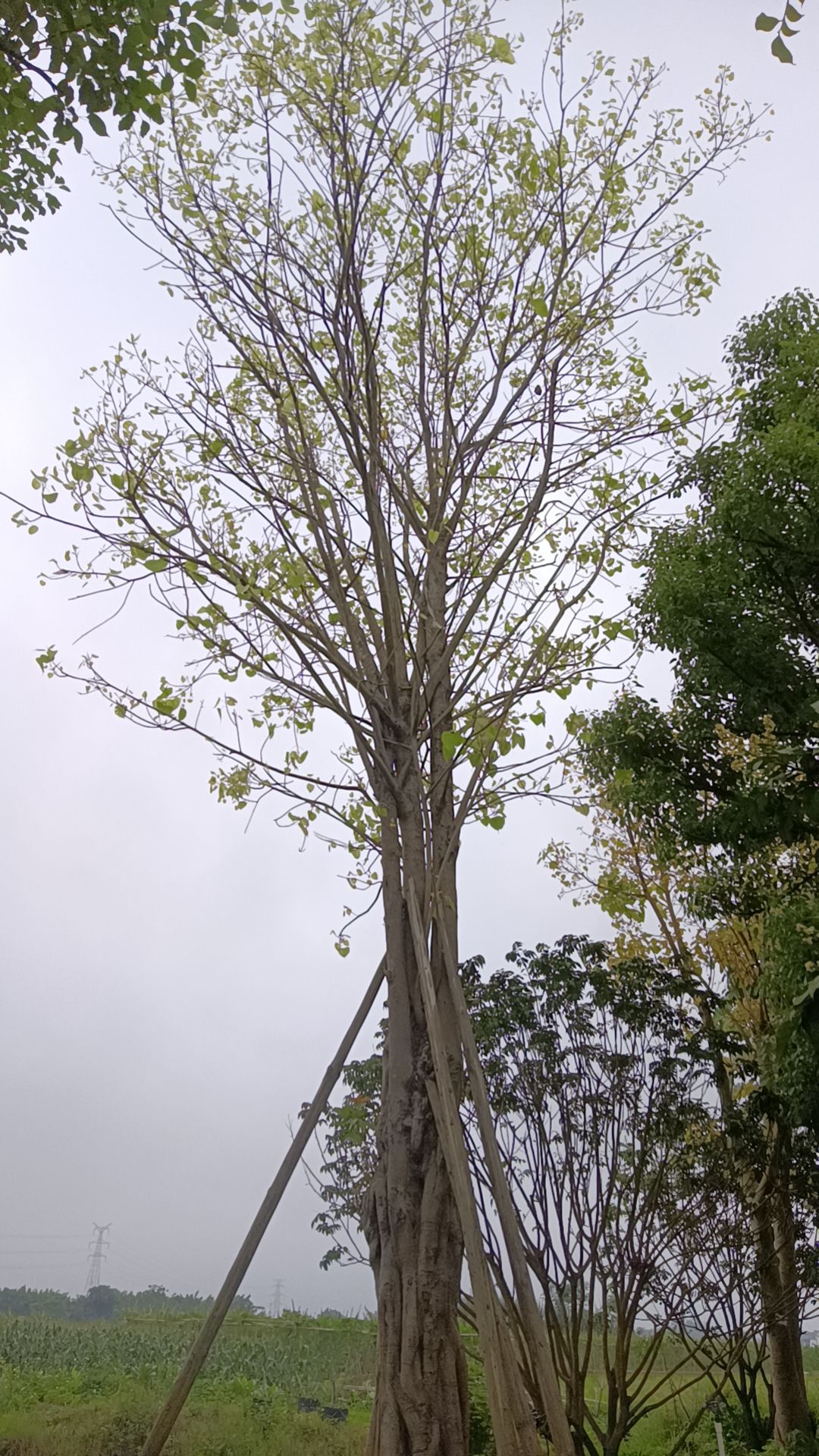 小叶榕菩提榕全冠