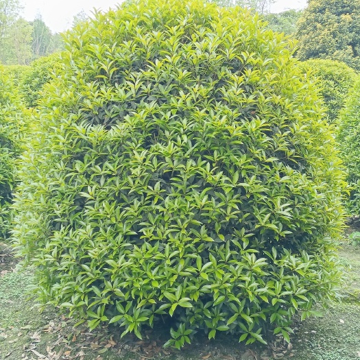 成都桂花球