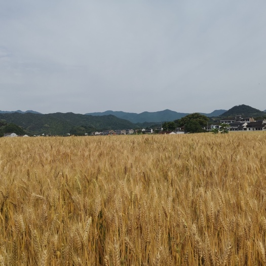 小麦