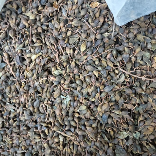 长治青翘