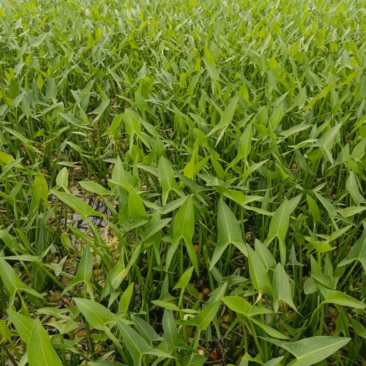 扬州茨菇苗，白茨菇苗，大青茨菇苗，