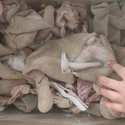 河北沧州河间新鲜羊肚 禽畜肉蛋类优质食材 羊副产品直销