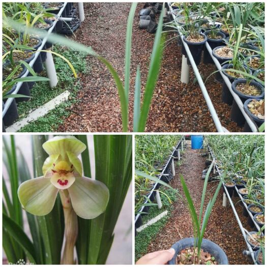 南靖县环球荷鼎2苗