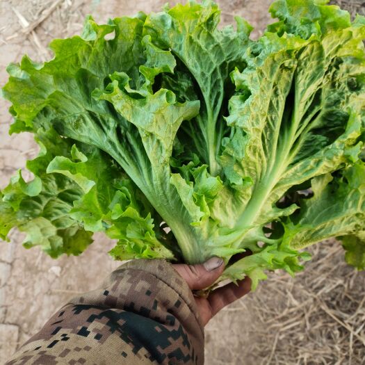 邯郸精品散叶生菜