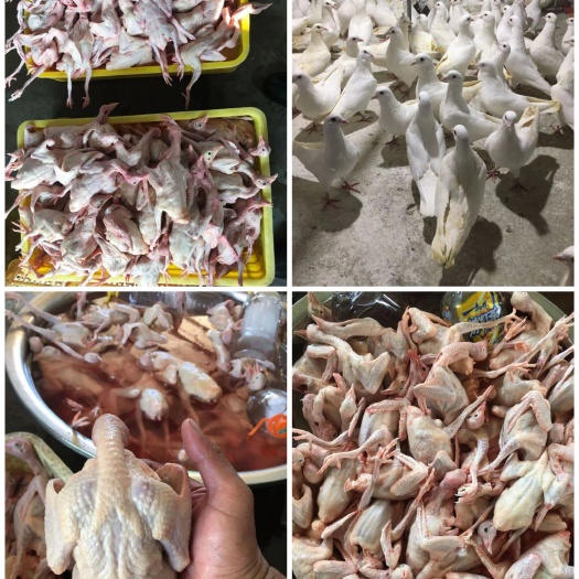 鸽场直销长期供应白鸽肉体净膛全国包邮发货