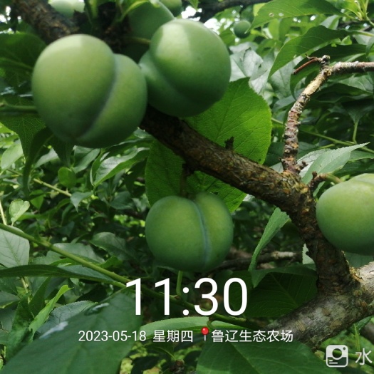 永春县福建省泉州市永春县鲁辽三华李