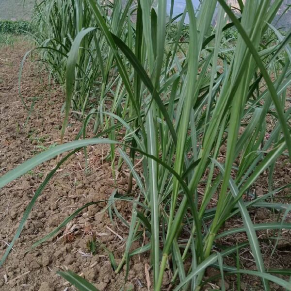 牧草种节 糖蔗2号牧草王 含糖量最高的牧草