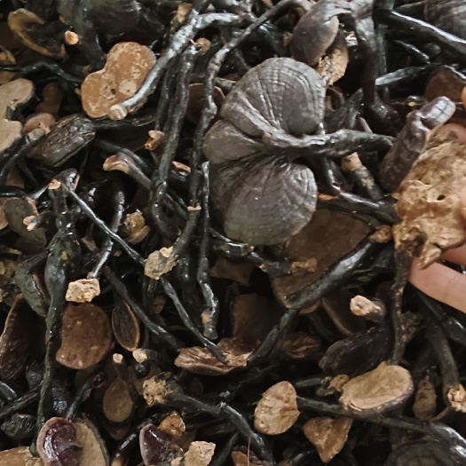 玉林竹灵芝，中药材竹灵芝