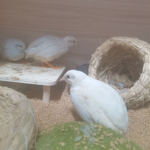长春芦丁鸡，成年鸡，青年鸡