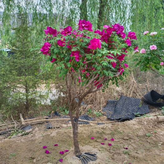 康乐县原生牡丹