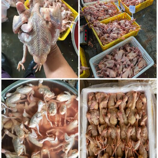 新兴县精品乳鸽 鸽子 妙龄鸽子 烤乳鸽 脆皮鸽批发支持全国发货